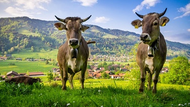 Kühe auf der Weide | Bild: stock.adobe.com/Foto-Wolle